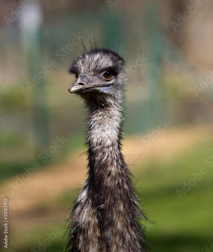 ostrich