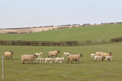 sheep and lambs © emjay smith