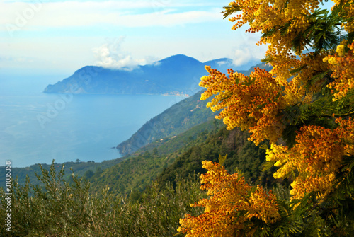 Liguria, mimosa alle cinqueterre photo