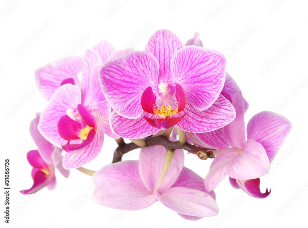 Fototapeta premium orchidea na białym tle