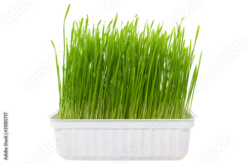 green wheat sprouts over a white background