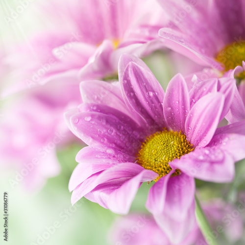 Pink daisy flowers in soft light