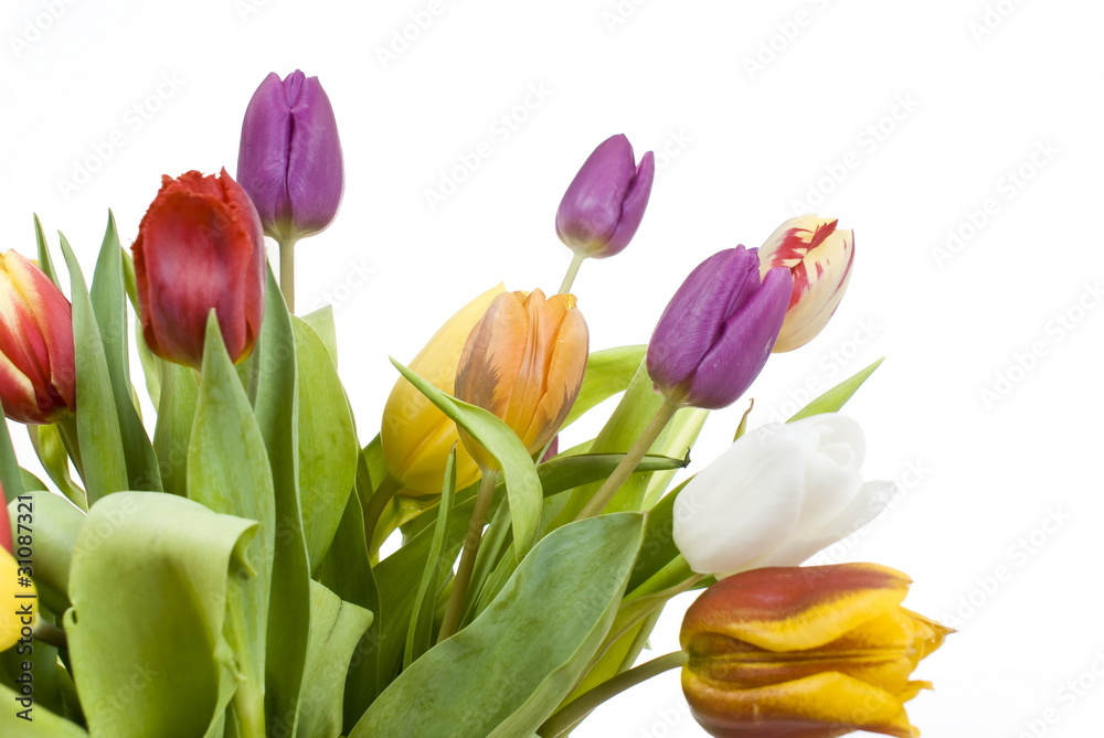 Bouquet Easter tulips as a borde