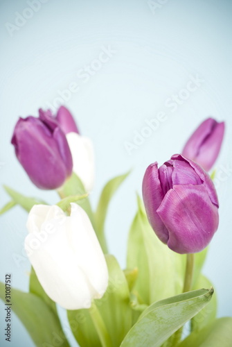 Purple adn white tulips