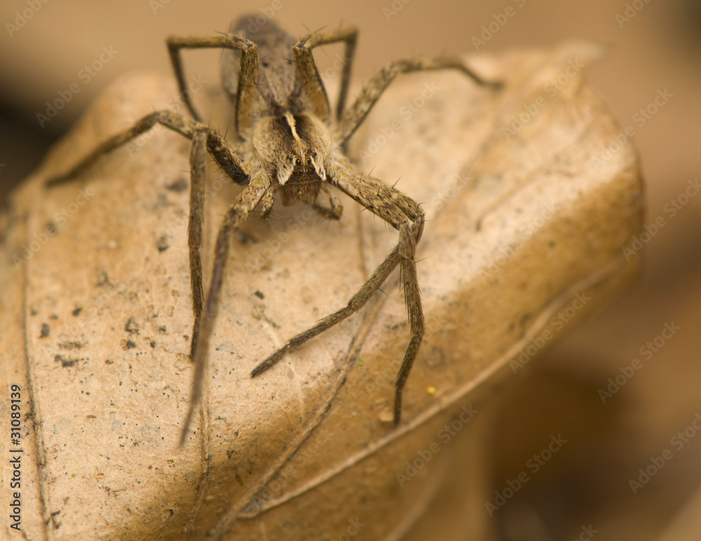 Pisaura mirabilis