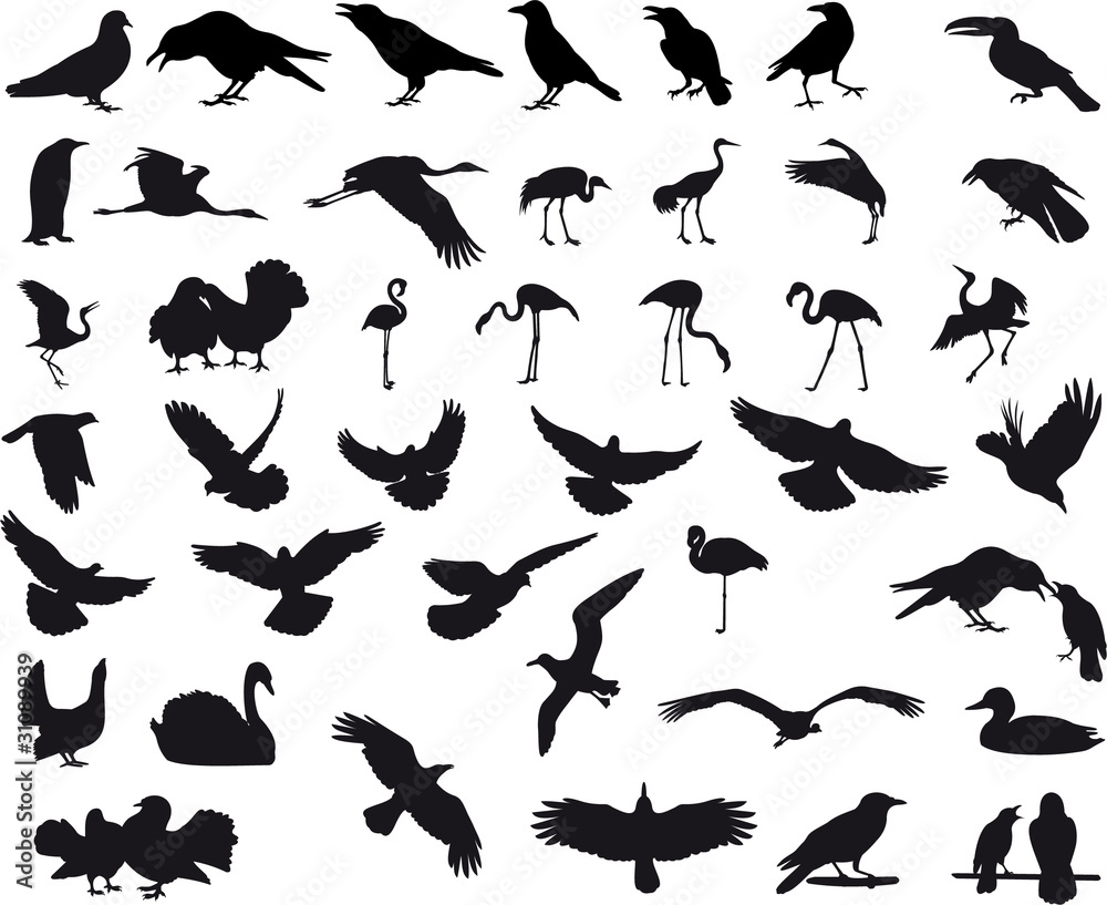 Big Collection Of Birds Big Collection Of Birds