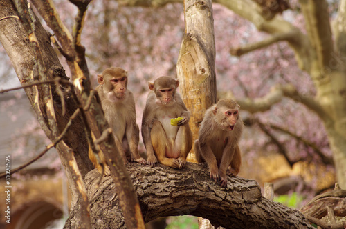 Rhesus monkeys are defending their food