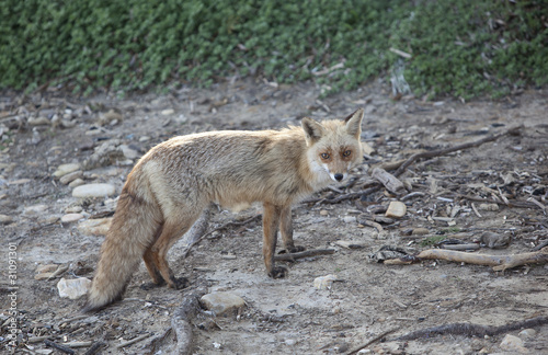 Fox
