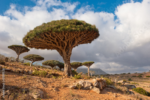 Dragon trees at Homhil plateau, Socotra, Yemen