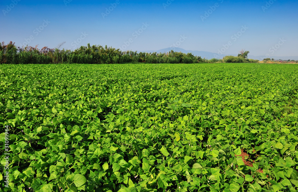 Large bean plantation