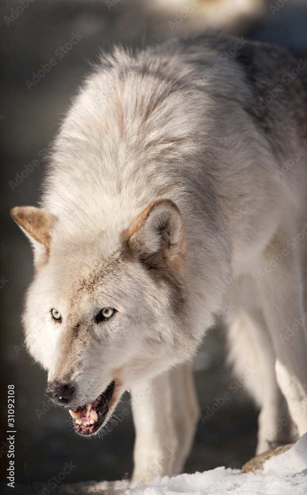 Snarling Arctic Wolf