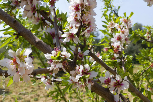Foto Il mandorlo in fiore