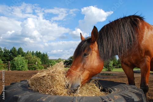 Pferd Heu fressend
