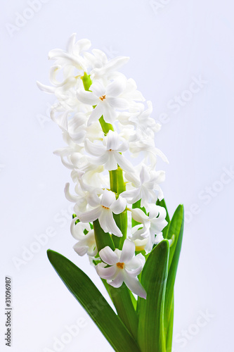 Flower  white Hyacinth photo