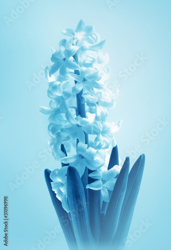 Flower  Hyacinth
