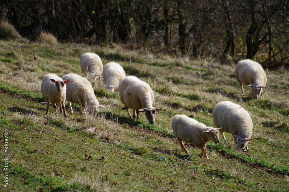 Fototapeta premium troupeau de moutons