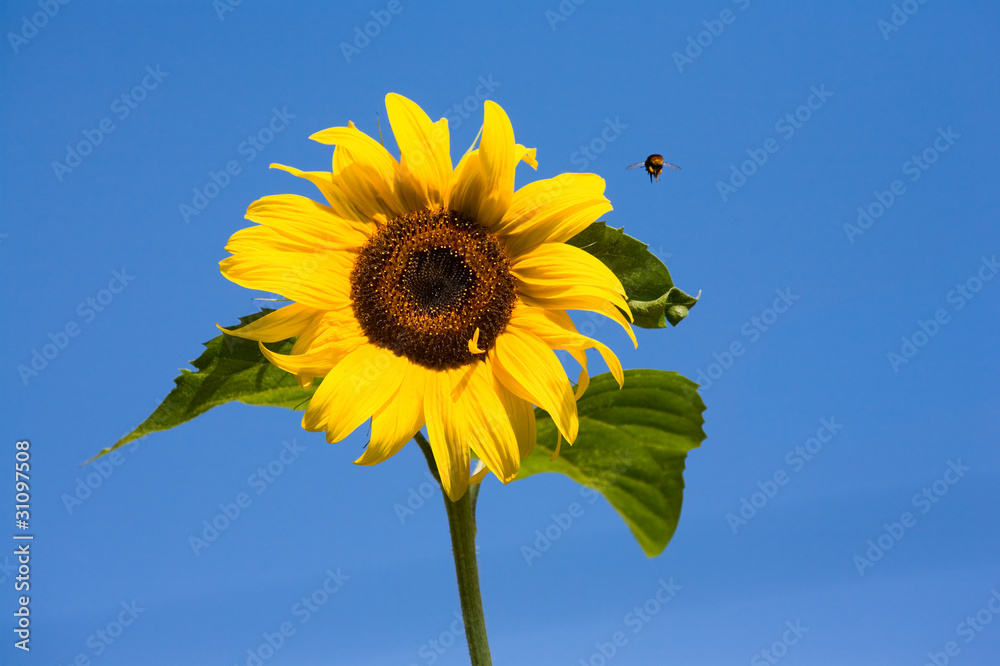 Sunflower and bumblebee on blue sky background Sunflower and bumblebee on blue sky background