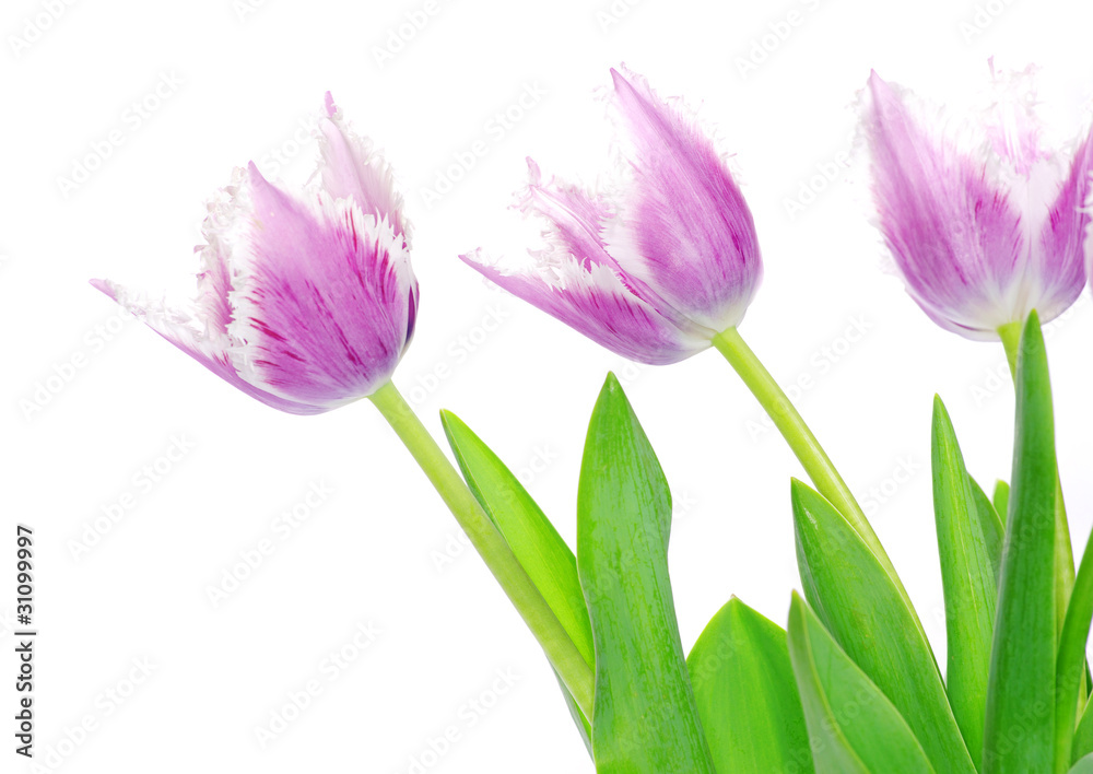 Naklejka premium pink tulips