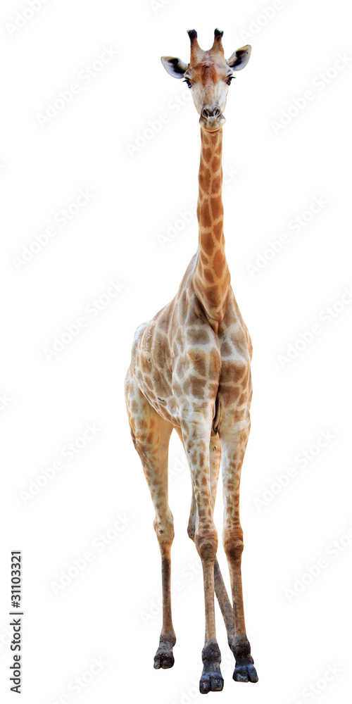 female long neck giraffe isolated on white