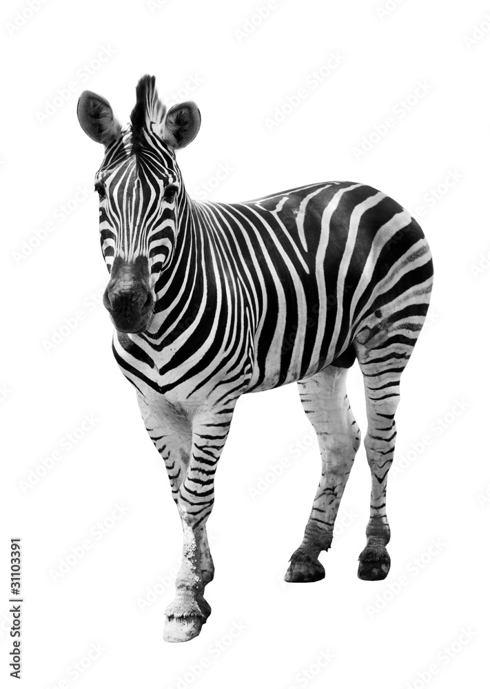 Naklejka premium Zoo single burchell zebra isolated on white background
