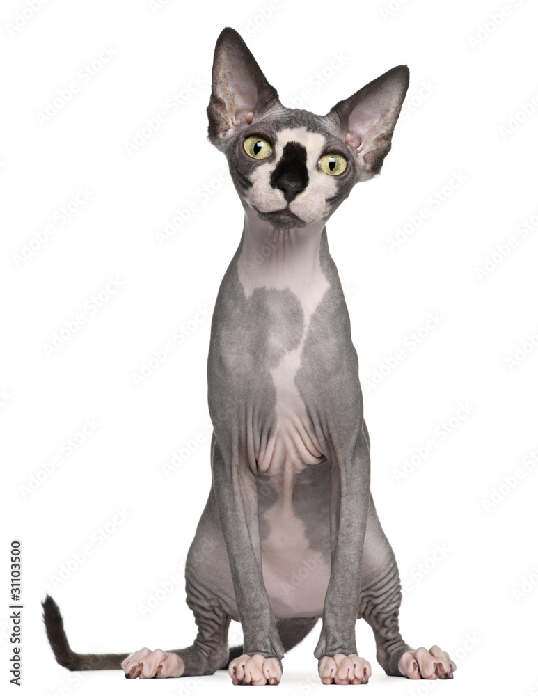 Sphynx cat, 8 months old, sitting in front of white background Stock ...