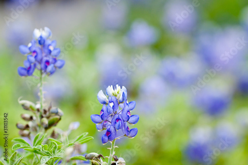 Texas Bluebonnet against a field of bluebonnets