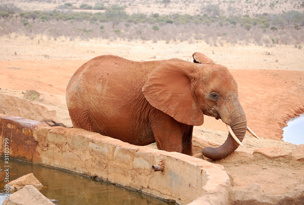 Naklejka premium Słoń 3
