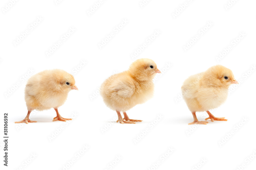 cute baby chickens three chicks isolated on white