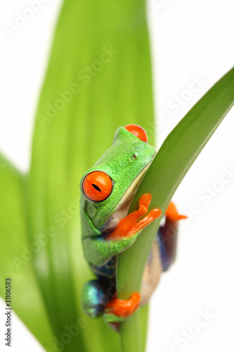 frog on a leaf isolated on white