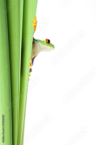 frog on plant vertical border isolated on white