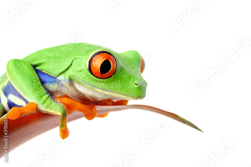 frog on leaf isolated on white