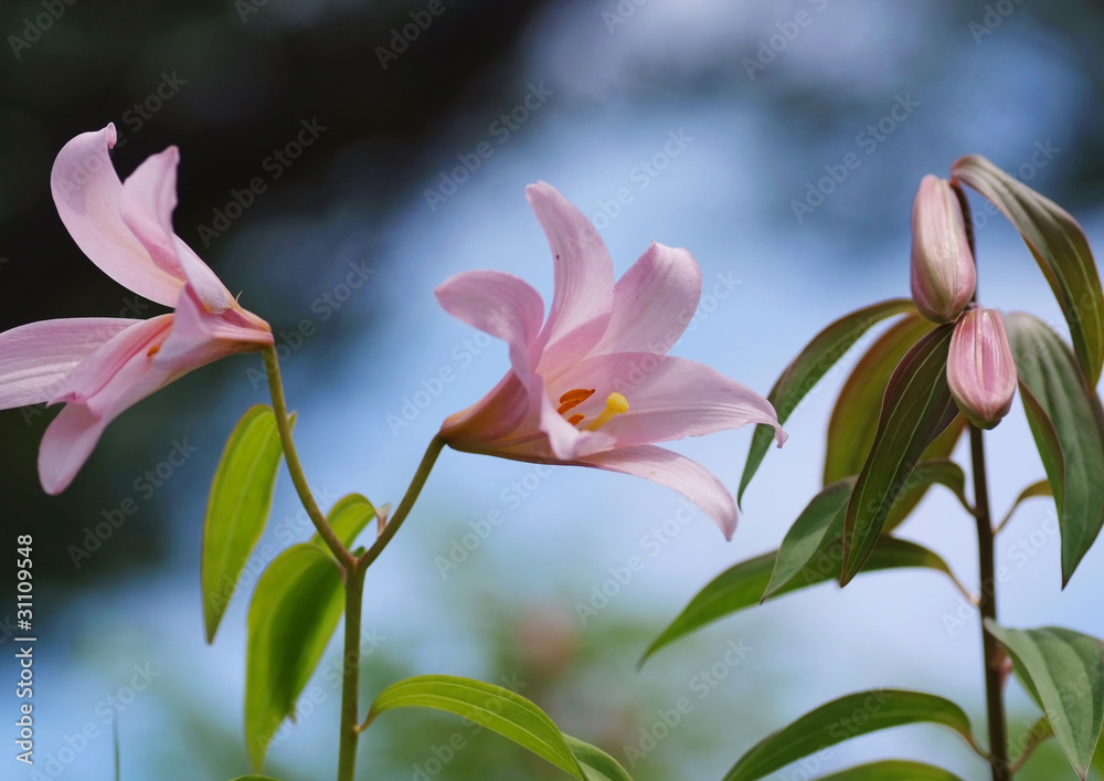 Obraz premium ヒメサユリ