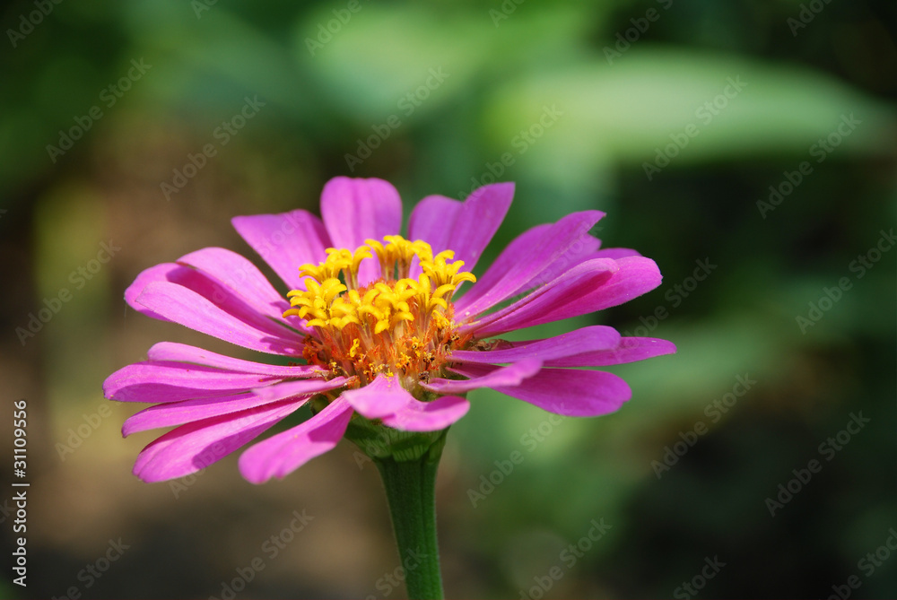 Velvet flower in bloom in the middle of the summer Velvet flower in bloom in the middle of the summer