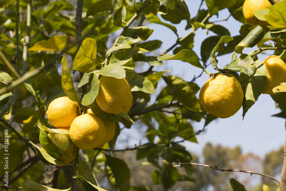 Albero di limoni di Sicilia
