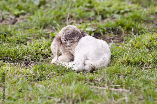 easter lamb
