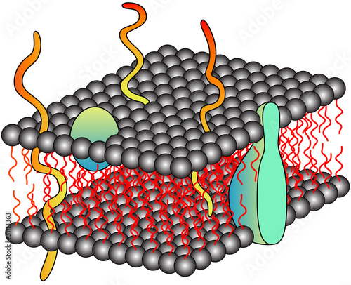 Structure of cell membrane (fluid mosaic model)