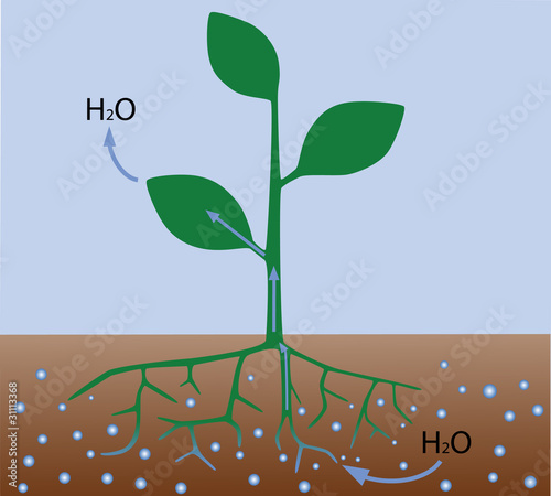 Transpiration in plants (scheme)