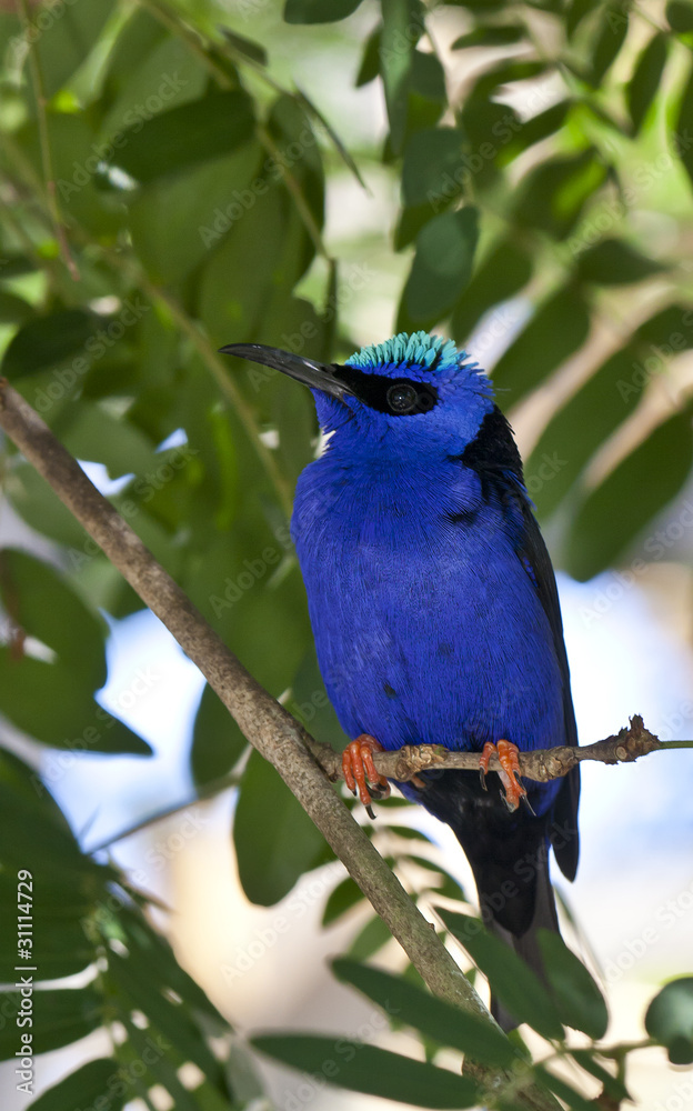 Red-legged Honeycreeper