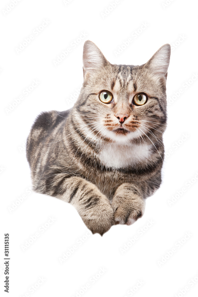 beautiful European cat lying on a white background
