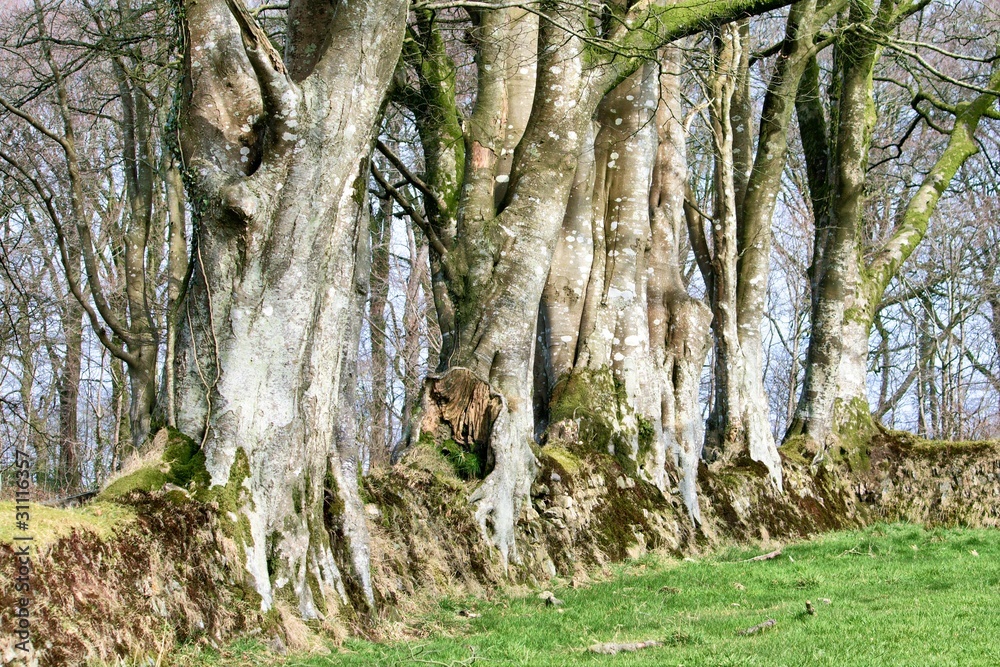 Fototapeta premium Tree Roots growing through stone wall