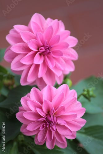 Fototapeta Naklejka Na Ścianę i Meble -  dahlia