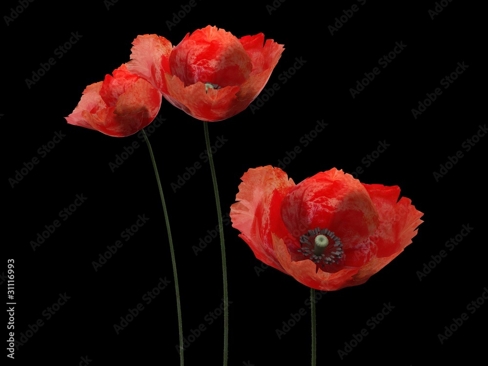 Aluminium schilderij met 3d poppies #31116993