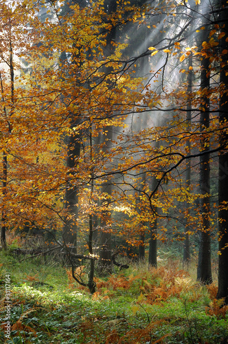 Wallpaper Mural Autumn in forest Torontodigital.ca