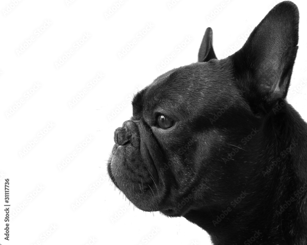 Bouledogue français chien profil noir et blanc bw nb