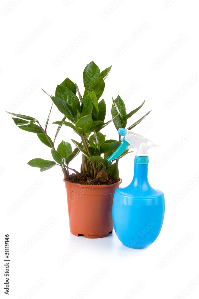 Houseplant (Zamioculcas) and spray bottle