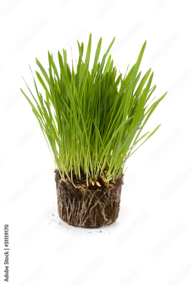 Obraz premium Green grass