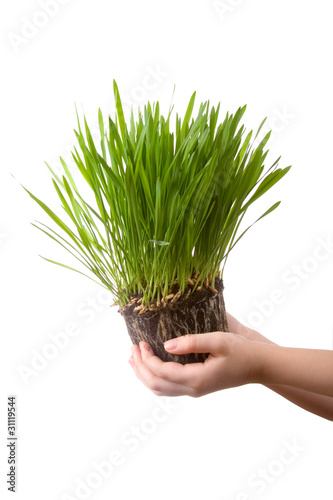 Green grass  in a children's hands