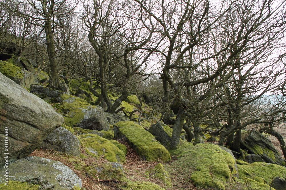 Rocky hill with moss covered rocks