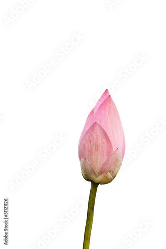 Pink Lotus isolate on white background