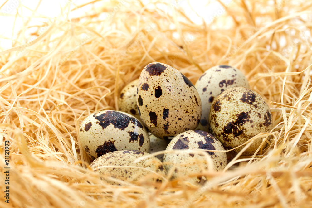Quail eggs in hay